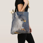 Peregrine Falcon entlang des Hudson River Tasche (Von Nahem)
