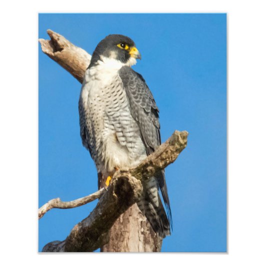 Peregrine Falcon Fotodruck (Vorne)