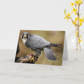 Peregrine Falcon Greetings Card Karte (Gelbe Blume)