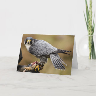 Peregrine Falcon Greetings Card Karte