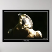 PEREGRINE FALCON I ~ Foto Print oder Poster (Vorne)