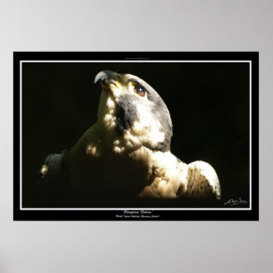 PEREGRINE FALCON I ~ Foto Print oder Poster