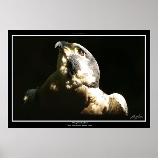 PEREGRINE FALCON I ~ Foto Print oder Poster (Vorne)