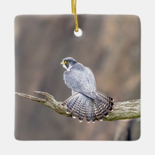 Peregrine Falcon im Palisades Interstate Park Keramikornament (Vorderseite)