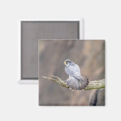 Peregrine Falcon im Palisades Interstate Park Magnet (Vorderseite/Rückseite)