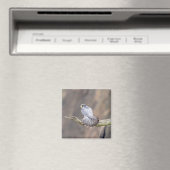 Peregrine Falcon im Palisades Interstate Park Magnet (In Situ (Geschirrspüler))