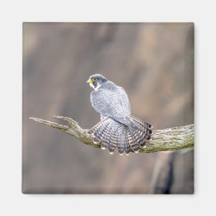 Peregrine Falcon im Palisades Interstate Park Magnet