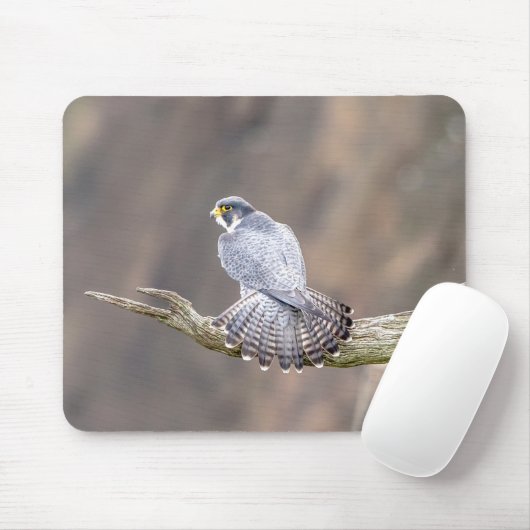 Peregrine Falcon im Palisades Interstate Park Mousepad (Mit Mouse)