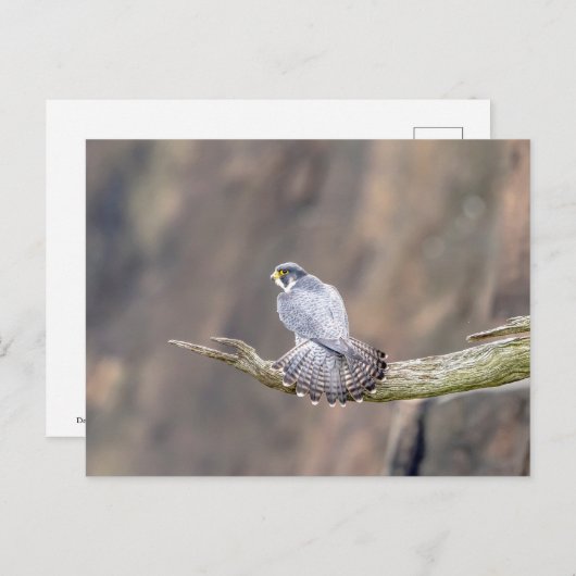 Peregrine Falcon im Palisades Interstate Park Postkarte (Vorne/Hinten)