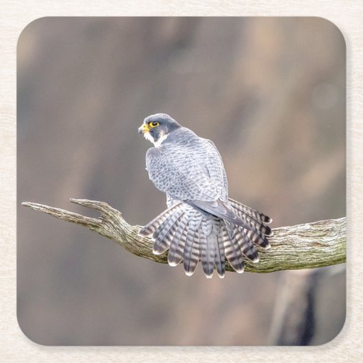 Peregrine Falcon im Palisades Interstate Park Rechteckiger Pappuntersetzer (Vorderseite)