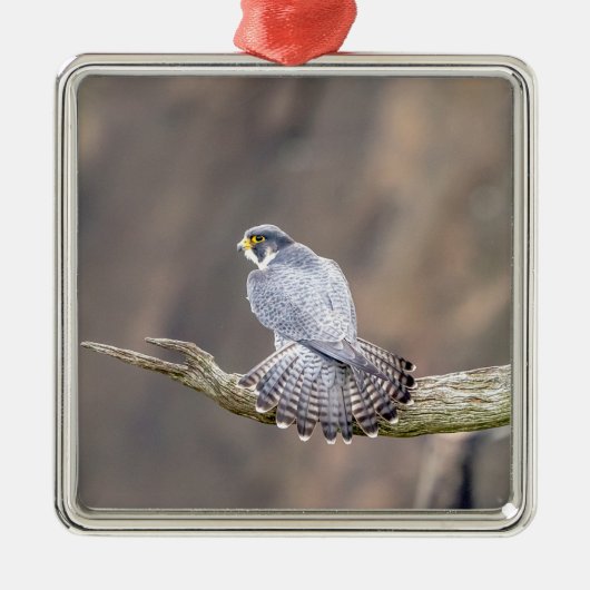 Peregrine Falcon im Palisades Interstate Park Silbernes Ornament (Vorne)