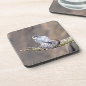 Peregrine Falcon im Palisades Interstate Park Untersetzer (Linke Seite)