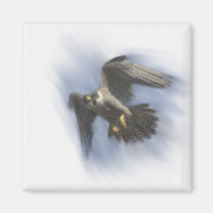 Peregrine Falcon in Flight Magnet
