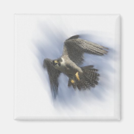 Peregrine Falcon in Flight Magnet (Vorne)