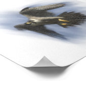 Peregrine Falcon in Flight Poster (Ecke)