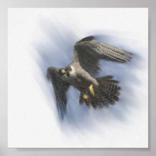Peregrine Falcon in Flight Poster (Vorne)