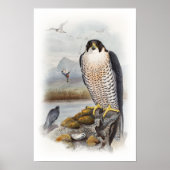Peregrine Falcon John Gould Birds of Great Britain Poster (Vorne)