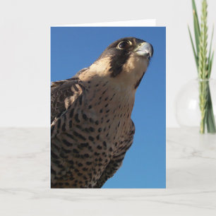 Peregrine Falcon Karte