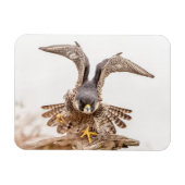 Peregrine Falcon Magnet (Horizontal)