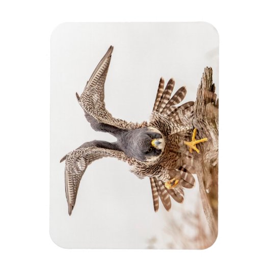 Peregrine Falcon Magnet (Vertikal)