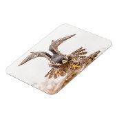 Peregrine Falcon Magnet (Linke Seite)