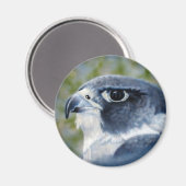 Peregrine Falcon Magnet (Vorderseite/Rückseite)