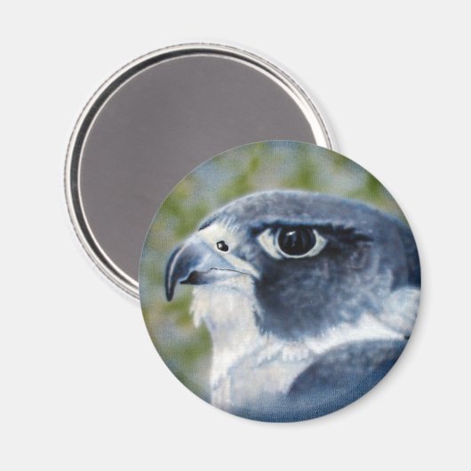 Peregrine Falcon Magnet (Vorderseite/Rückseite)