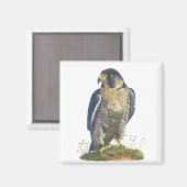 Peregrine Falcon Magnet (Vorderseite/Rückseite)