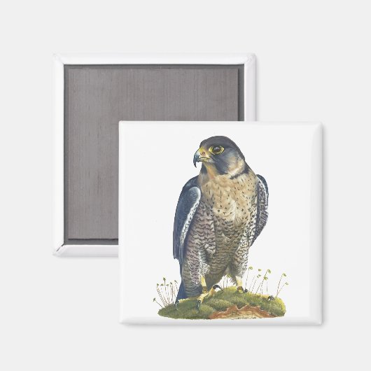 Peregrine Falcon Magnet (Vorderseite/Rückseite)