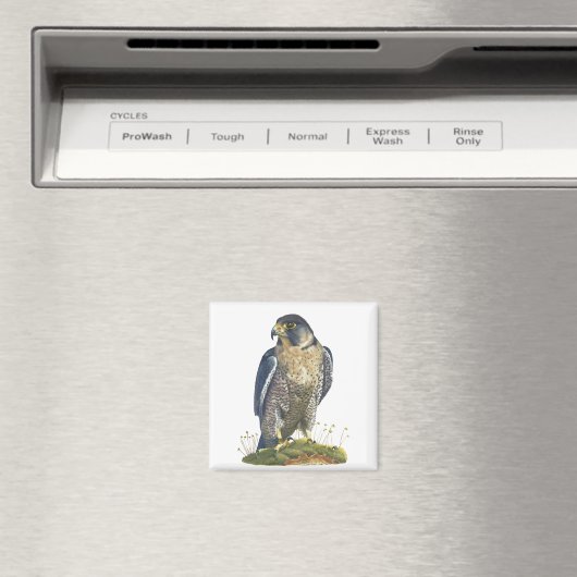 Peregrine Falcon Magnet (In Situ (Geschirrspüler))