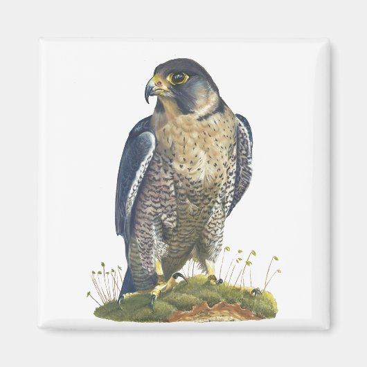 Peregrine Falcon Magnet (Vorne)