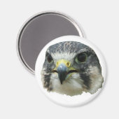 Peregrine Falcon Magnet (Vorderseite/Rückseite)
