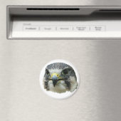 Peregrine Falcon Magnet (In Situ (Geschirrspüler))