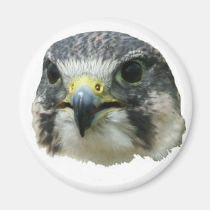 Peregrine Falcon Magnet