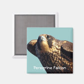 Peregrine Falcon Magnet (Vorderseite/Rückseite)