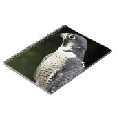 Peregrine Falcon Nature Foto Notizblock (Linke Seite)