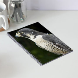 Peregrine Falcon Nature Foto Notizblock