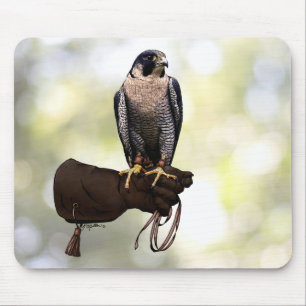 Peregrine Falcon on Glove Mousepad