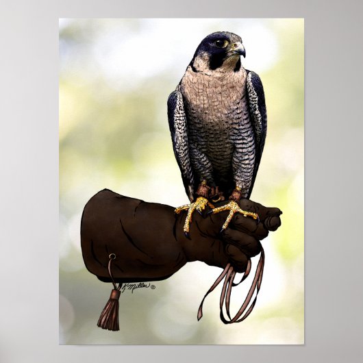 Peregrine Falcon on Glove Poster (Vorne)
