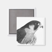 Peregrine Falcon-Pencil Magnet (Vorderseite/Rückseite)