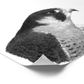 Peregrine Falcon-Pencil Poster (Ecke)
