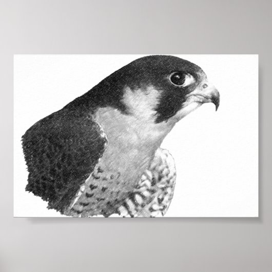 Peregrine Falcon-Pencil Poster (Vorne)