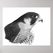Peregrine Falcon-Pencil Poster (Vorne)