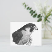 Peregrine Falcon-Pencil Postkarte (Stehend Vorderseite)