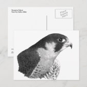Peregrine Falcon-Pencil Postkarte (Vorne/Hinten)
