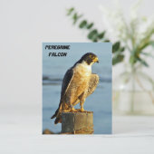 Peregrine Falcon Postcard Postkarte (Stehend Vorderseite)