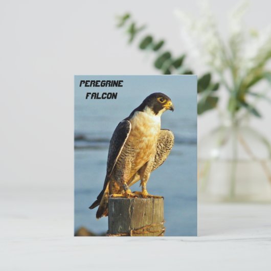 Peregrine Falcon Postcard Postkarte (Stehend Vorderseite)