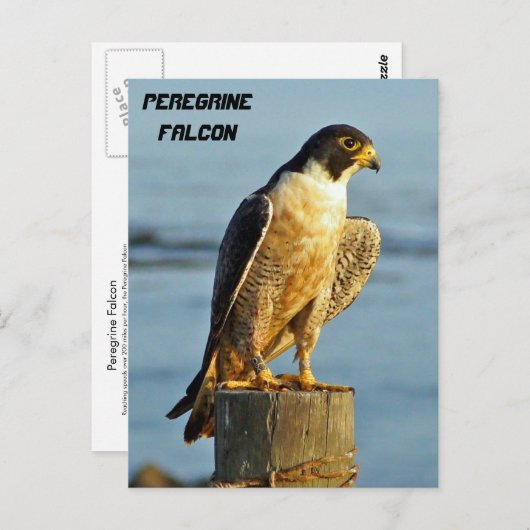 Peregrine Falcon Postcard Postkarte (Vorne/Hinten)