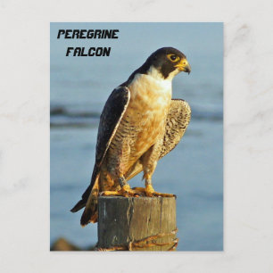 Peregrine Falcon Postcard Postkarte