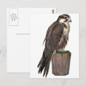 Peregrine Falcon Postcard Postkarte (Vorne/Hinten)